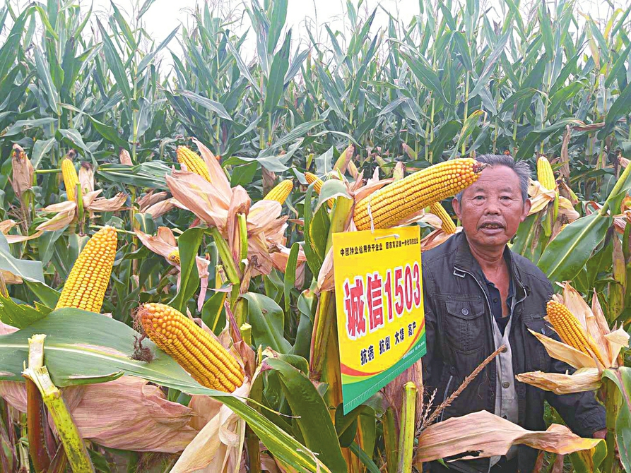 诚信1503,诚信1601,zh863,诚信519,兴辉668);省审玉米自有品种12个