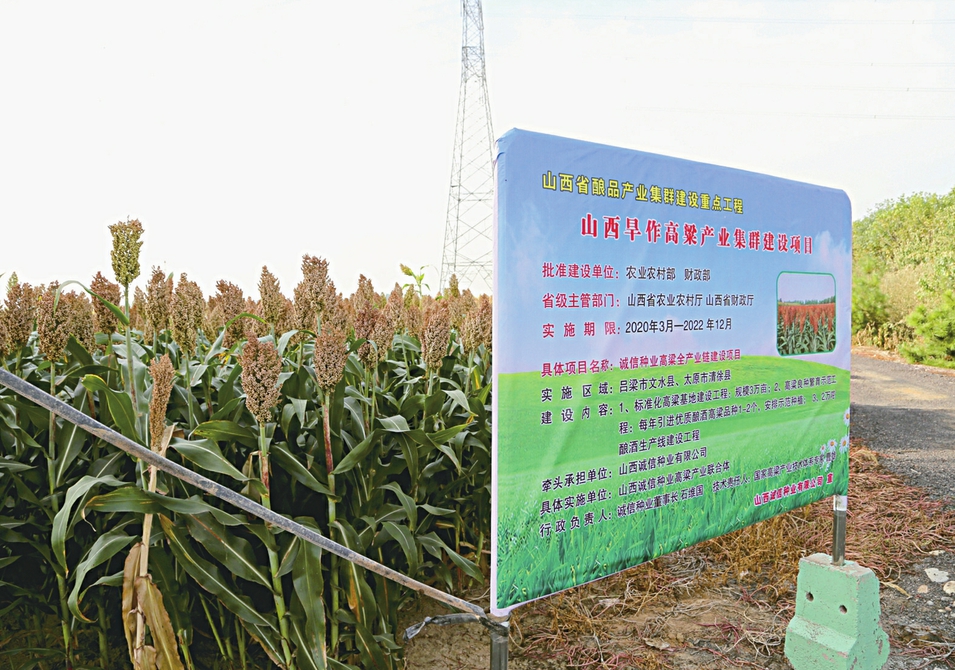 诚信1503,诚信1601,zh863,诚信519,兴辉668);省审玉米自有品种12个