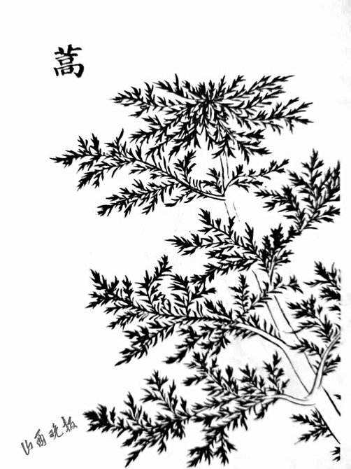 南有奇蒿,白苞蒿,西有冷蒿,龙蒿,中东部则多青蒿,白蒿,牡蒿,黄花蒿,对